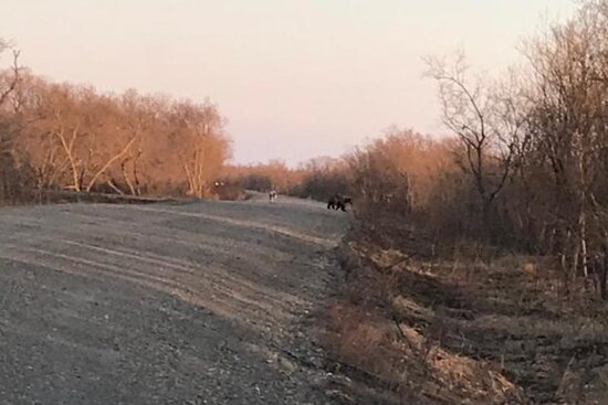 Ayı ovçunu parçaladı - FOTO Ayı ovçunu parçaladı - FOTO
