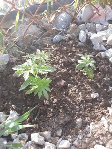 Sumqayıtda gül adıyla çətənə əkən şəxs saxlanılıb Sumqayıtda gül adıyla çətənə əkən şəxs saxlanılıb