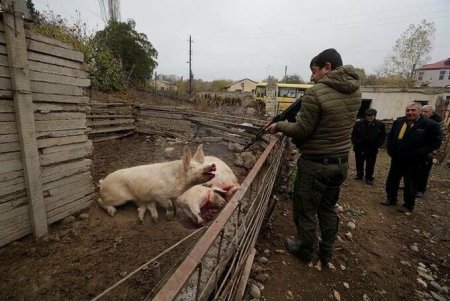 Laçını tərk edən ermənilər heyvanları belə öldürür - FOTO Laçını tərk edən ermənilər heyvanları belə öldürür - FOTO