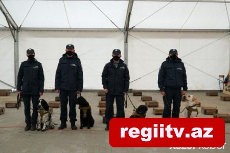 Polşada COVID-19 xəstələrini təyin etmək üçün itlərdən istifadə olunacaq