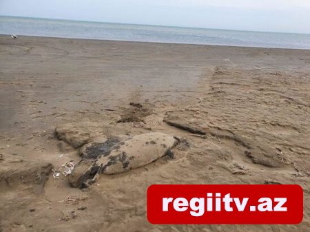 Xəzərin Novxanı sahillərində suiti cəsədləri aşkarlandı: Nazirlikdən onların ölüm səbəbi ilə bağlı AÇIQLAMA Xəzərin Novxanı sahillərində suiti cəsədləri aşkarlandı: Nazirlikdən onların ölüm səbəbi ilə bağlı AÇIQLAMA