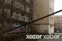 Sumqayıtda külək ağacı qaz xəttinin üzərinə aşırıb