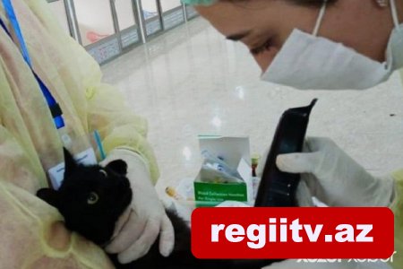 Azərbaycanda ev heyvanlarında COVID-19-un yayılması məsələsi araşdırılır