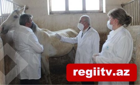 Mədəniyyət Nazirliyindən Şəkidəki Atçılıq Mərkəzi ilə bağlı AÇIQLAMA - FOTO