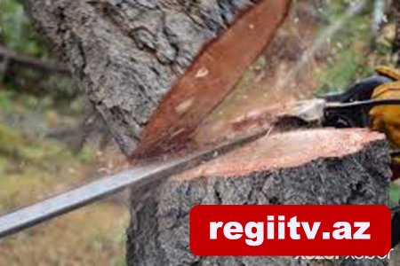 Ağacları kəsən şirkətlə bağlı toplanmış sənədlər Baş Prokurorluğa göndərilib