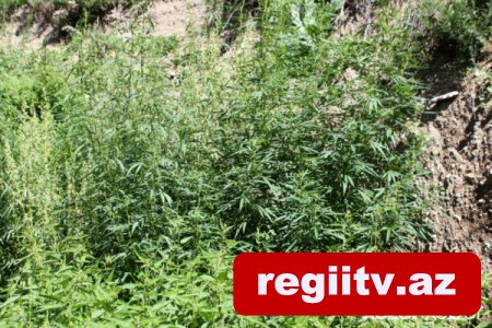 İşğaldan azad edilən ərazidə 1 ton 700 kq narkotik aşkarlandı